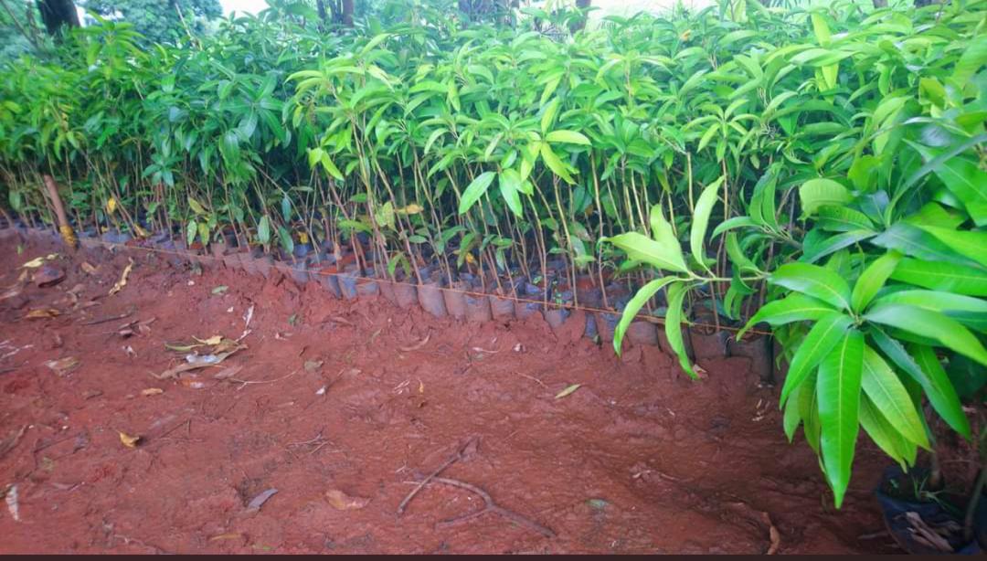 WhatsApp Image 2025-06-23 at 19.19.06_eae1f145