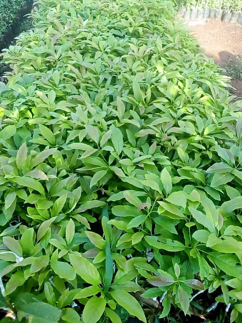 WhatsApp Image 2025-06-23 at 19.19.06_f08fbb7f